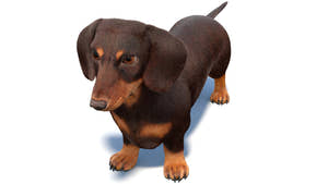 Dachshund Dog 3D Model with Fur Thumbnail