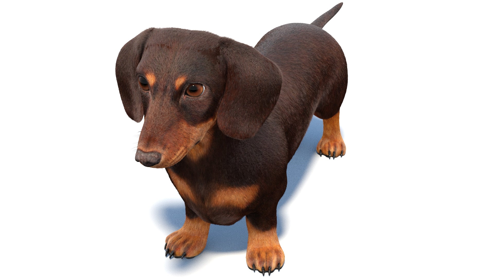 Dachshund Dog 3D Model with Fur