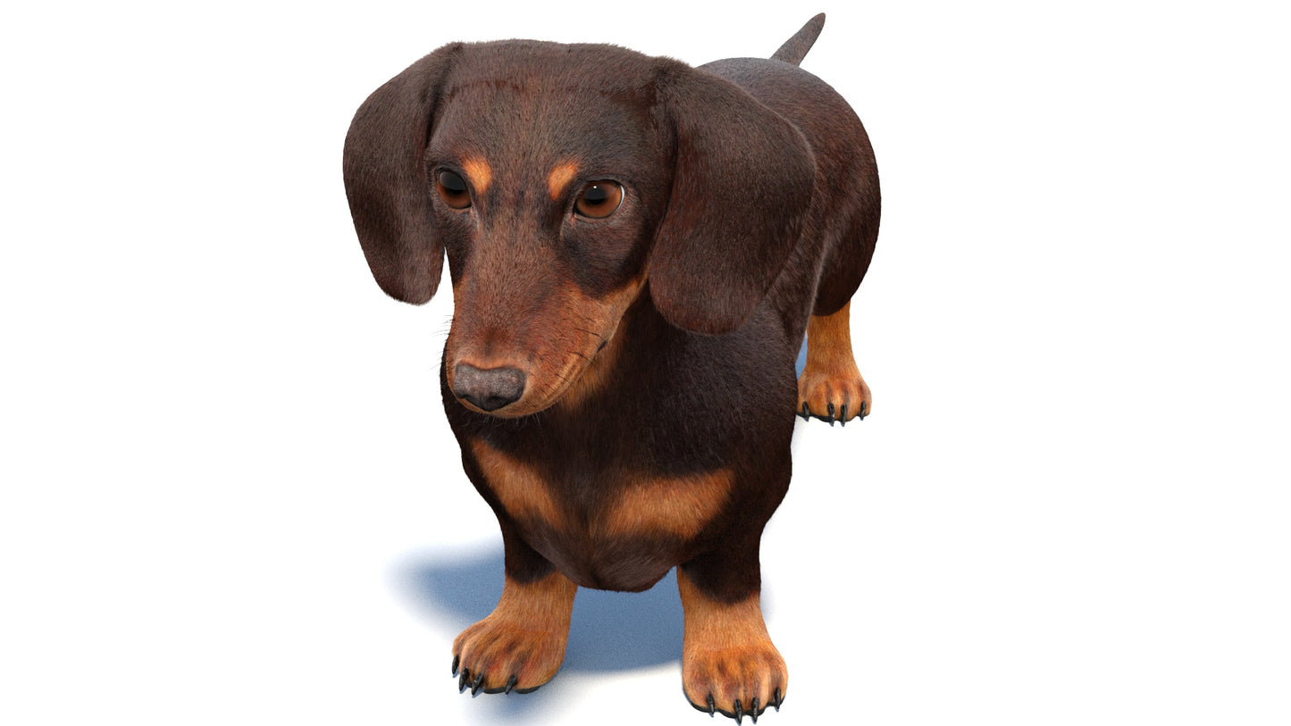 Dachshund Dog 3D Model with Fur
