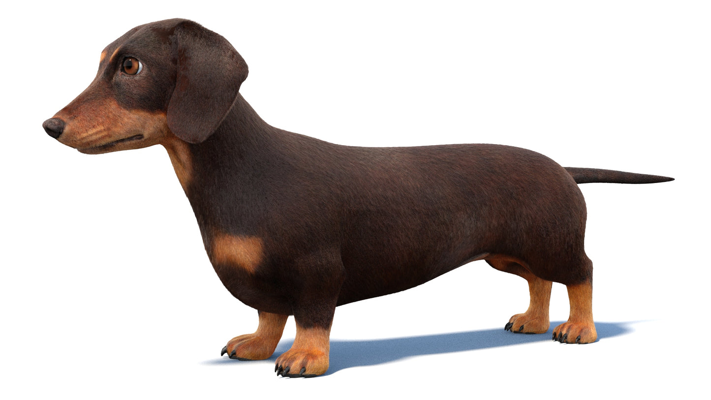 Dachshund Dog 3D Model with Fur