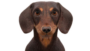 Dachshund Dog 3D Model with Realistic Groomed Fur, Head Close Up View Thumbnail