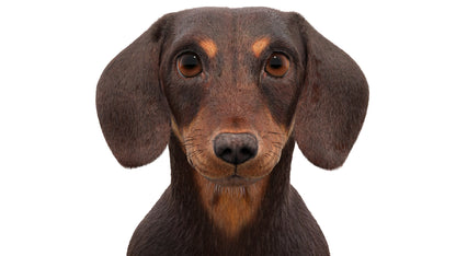 Dachshund Dog 3D Model with Realistic Groomed Fur, Head Close Up View