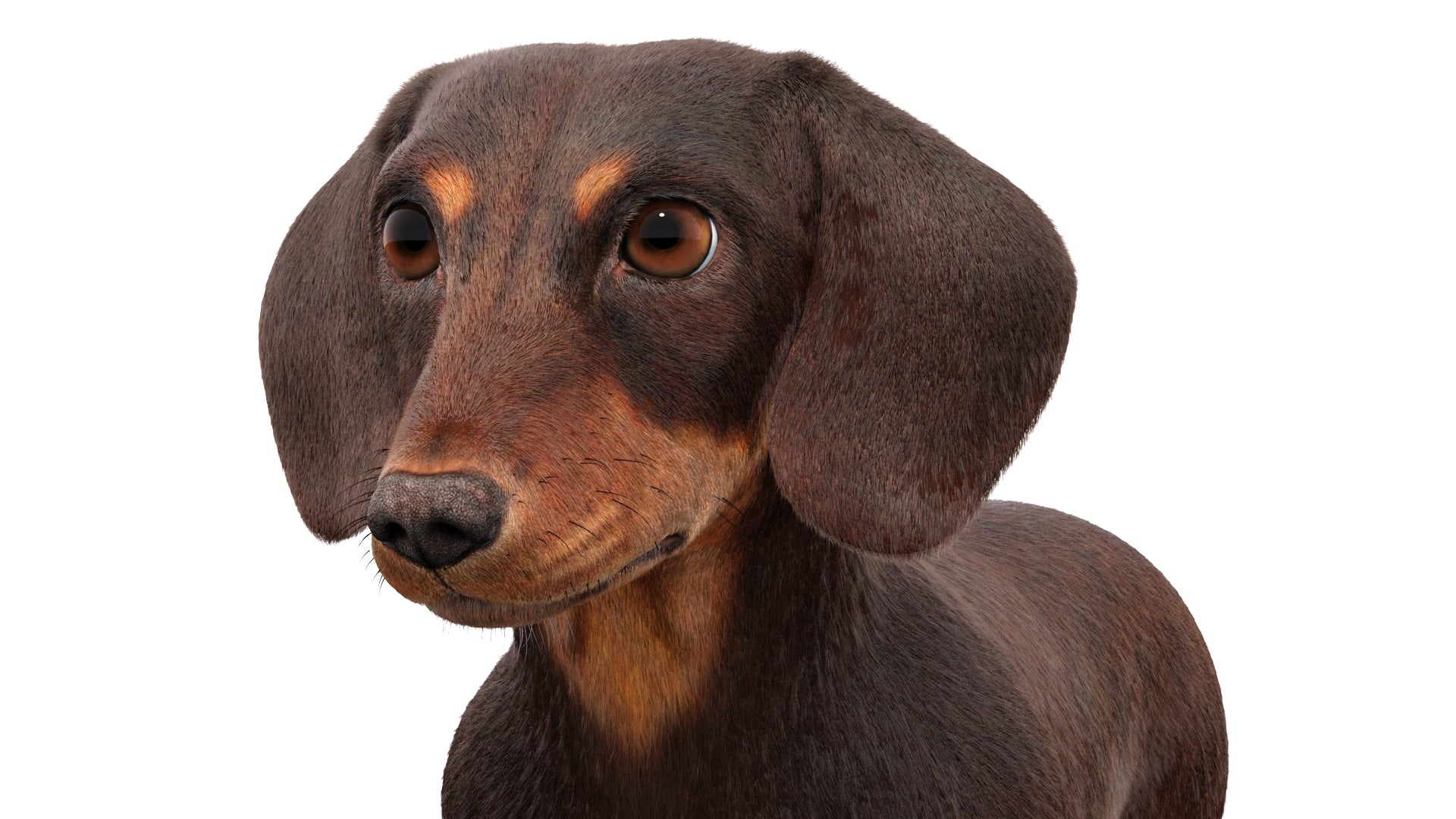 Dachshund Dog 3D Model with Realistic Groomed Fur, Head Close Up View