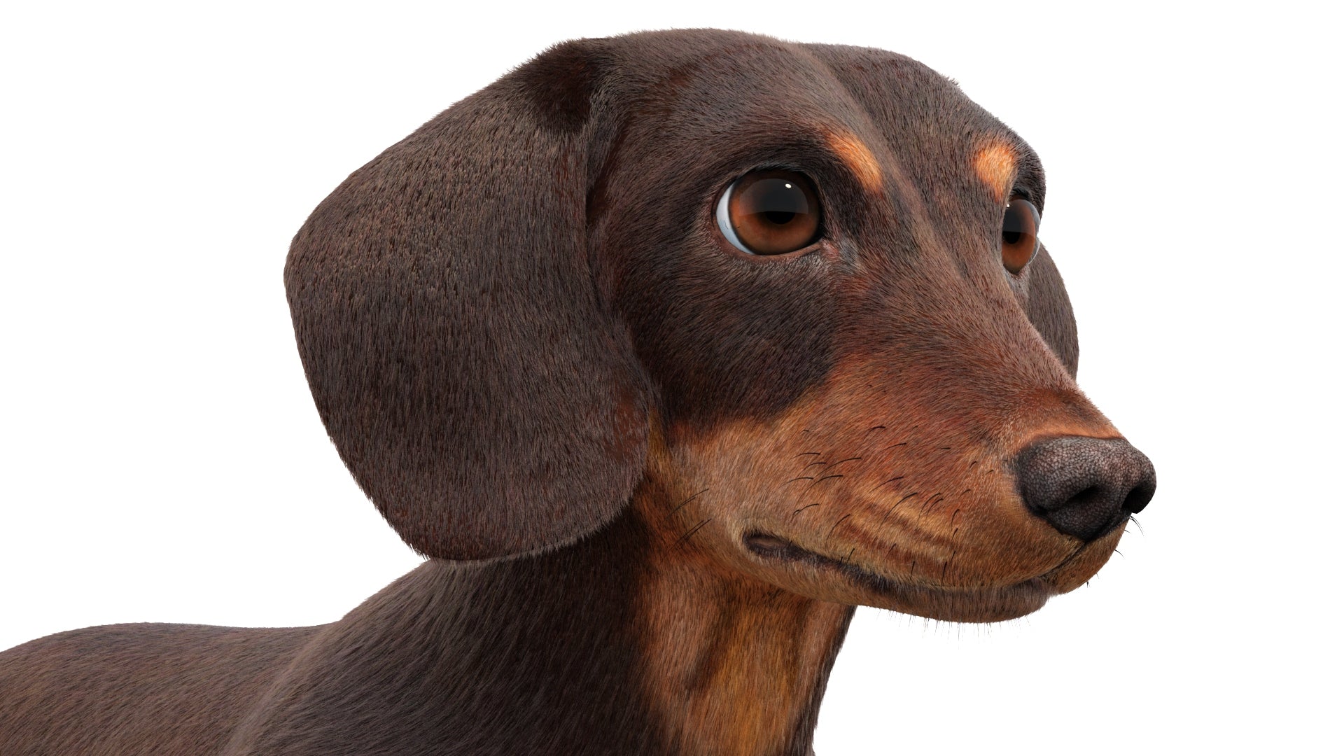 Dachshund Dog 3D Model with Realistic Groomed Fur, Head Close Up View