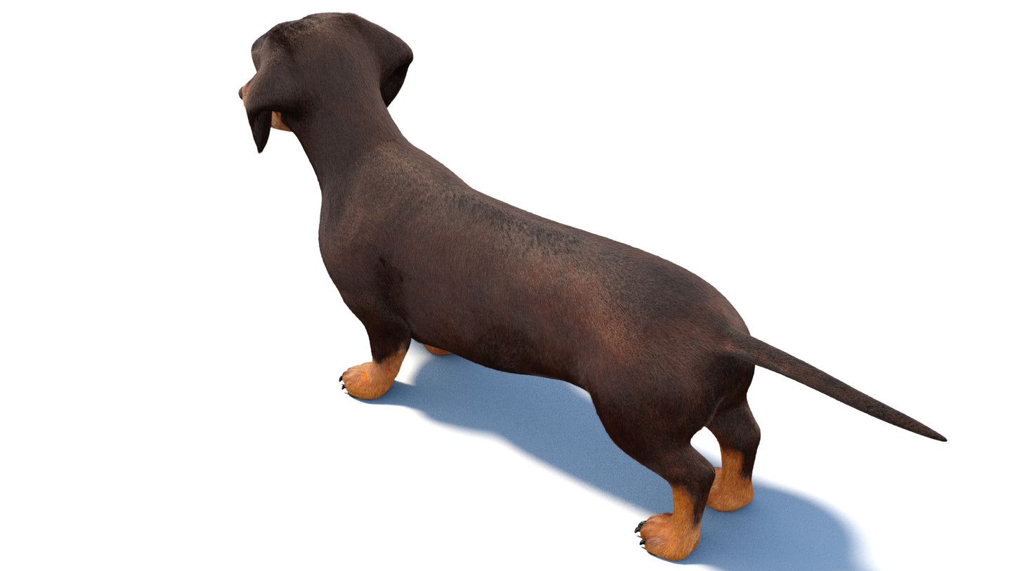 Dachshund Dog 3D Model with Realistic Groomed Fur