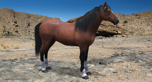 Brown Horse 3D Model Fur Thumbnail