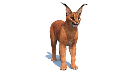 Realistic Caracal Cat 3D Model