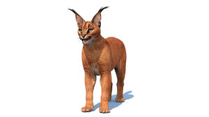 Realistic Caracal 3D Model for Download Thumbnail