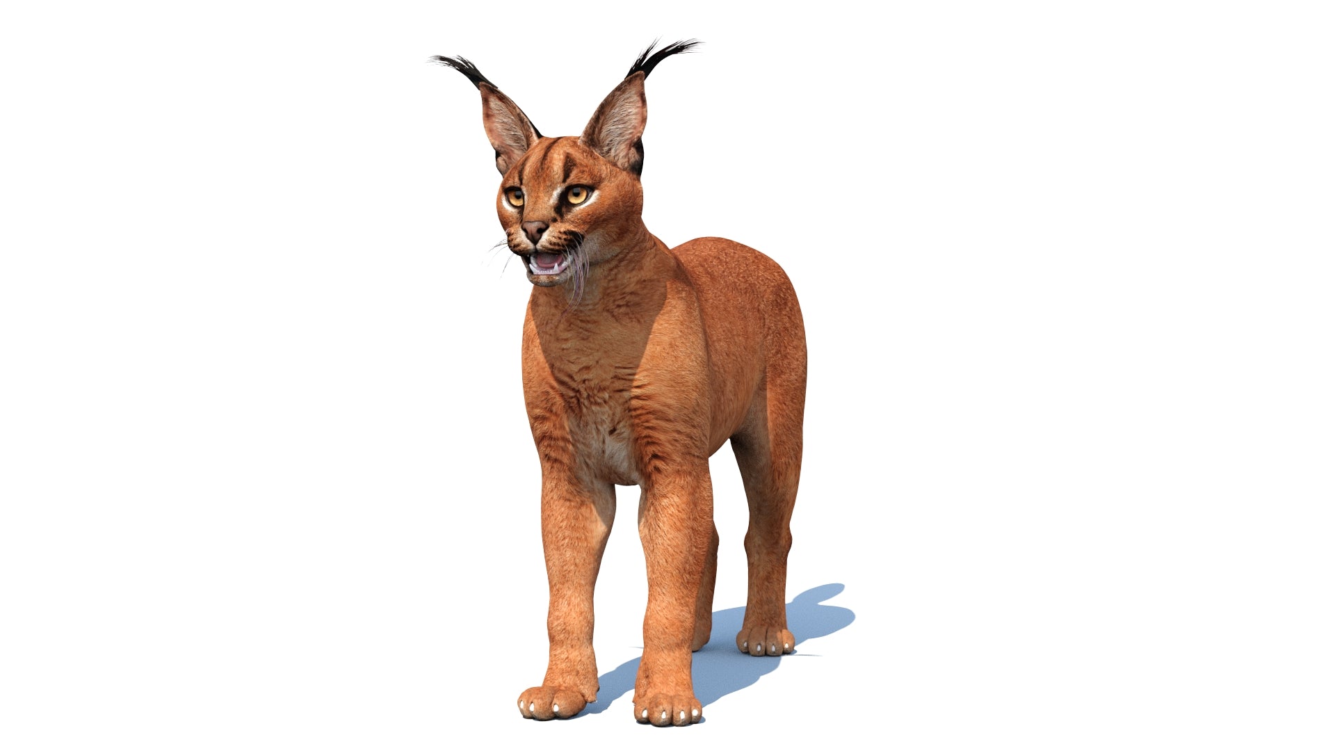 Realistic Caracal 3D Model