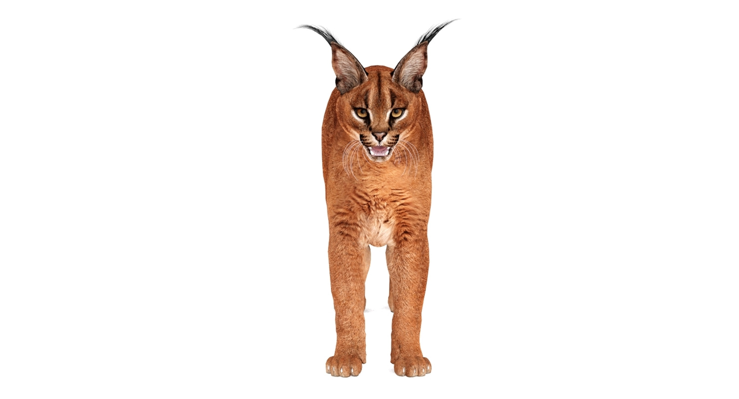 Realistic Caracal 3D Model for Download