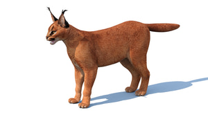 Realistic Caracal 3D Model for Download Thumbnail