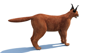 Realistic Caracal 3D Model for Download Thumbnail