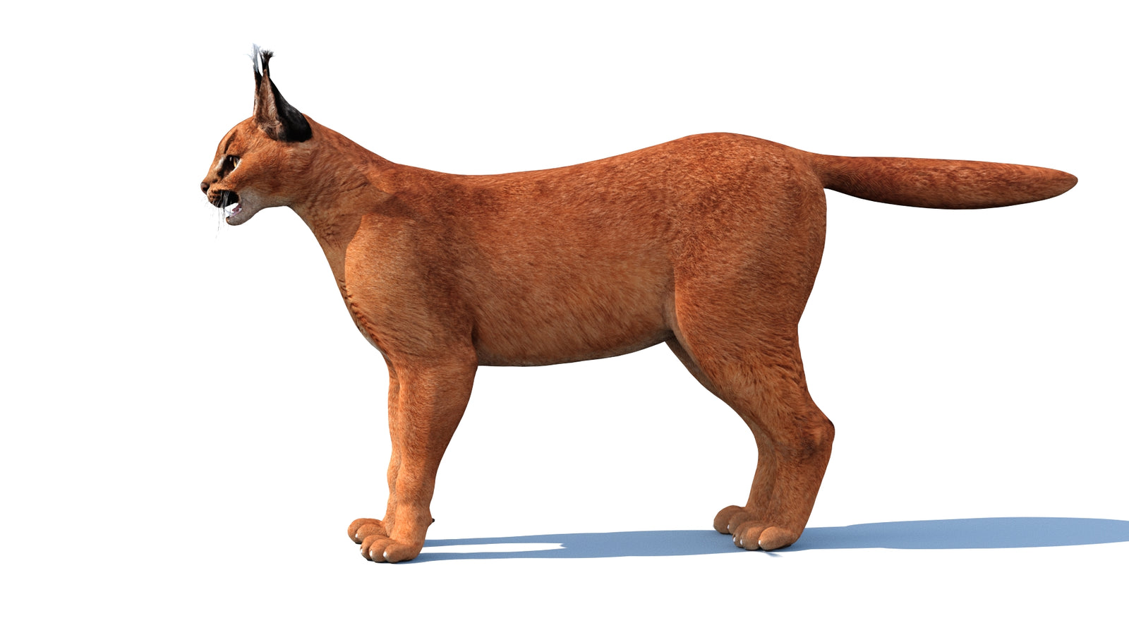 Caracal 3D Model 360° view 1 frame 8