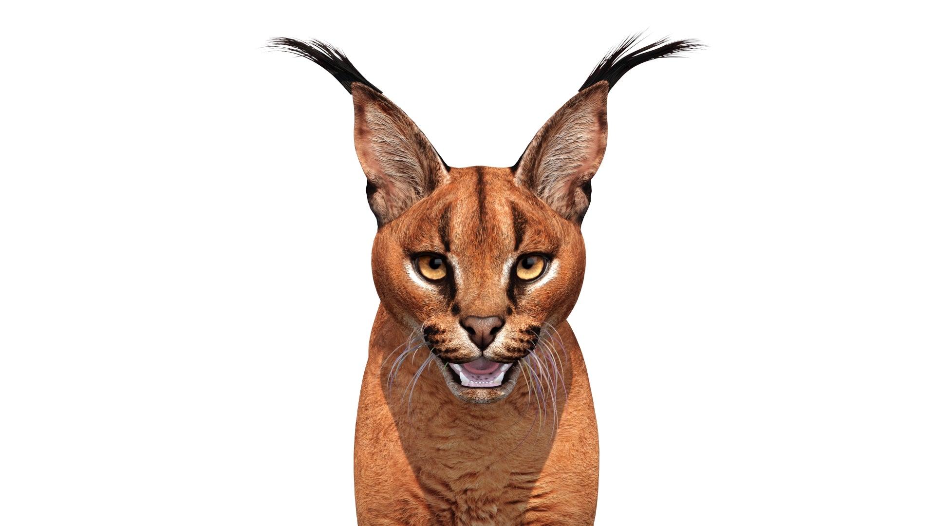 Realistic Caracal 3D Model Head Close Up View - 3ds Max Arnold scene for Download