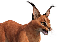 Realistic Caracal 3D Model Head Close Up View  Thumbnail