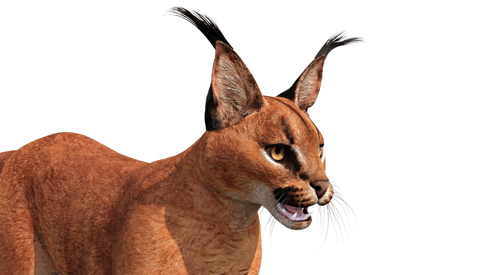 Realistic Caracal 3D Model Head Close Up View 