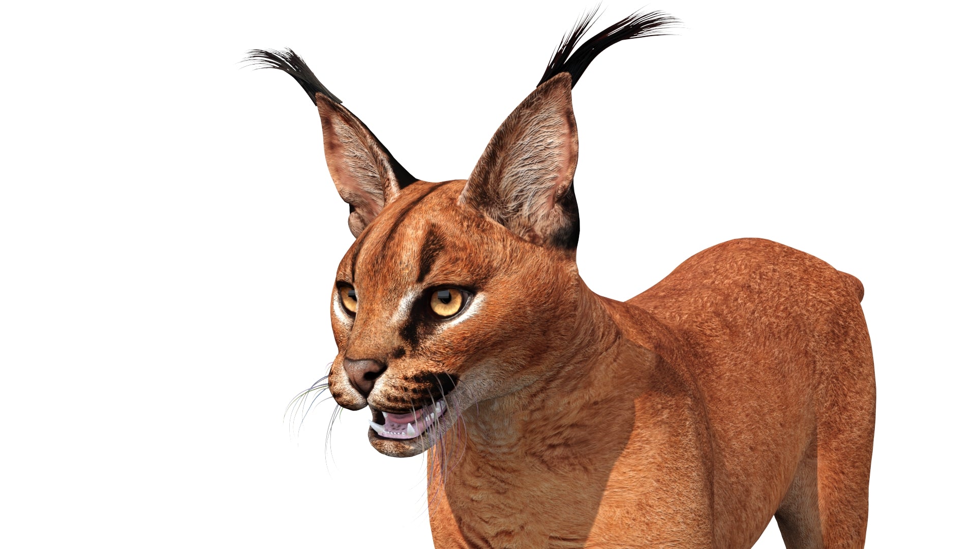 Lifelike Caracal 3D Model Head Close Up View 