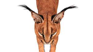 Realistic Caracal 3D Model Head Close Up View  Thumbnail