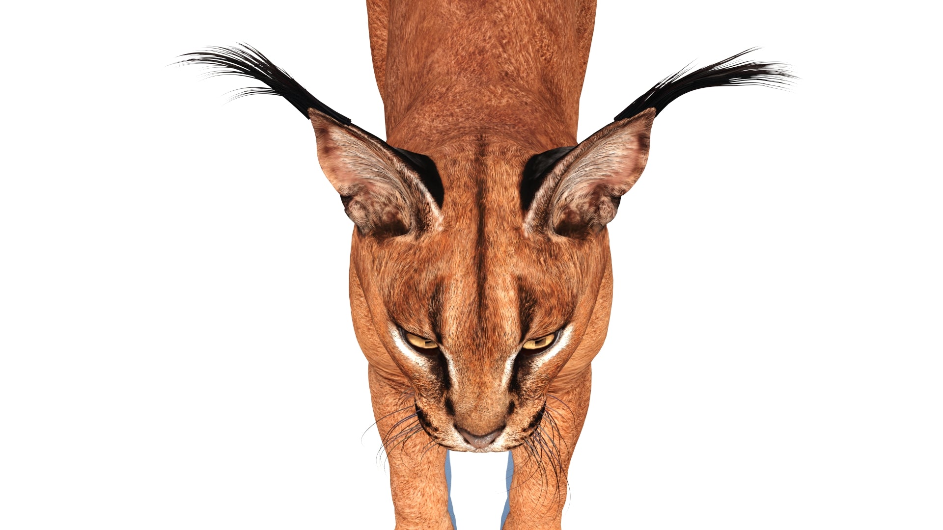 Realistic Caracal 3D Model Head Close Up View 