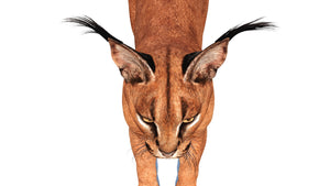 Realistic Caracal 3D Model Head Close Up View  Thumbnail