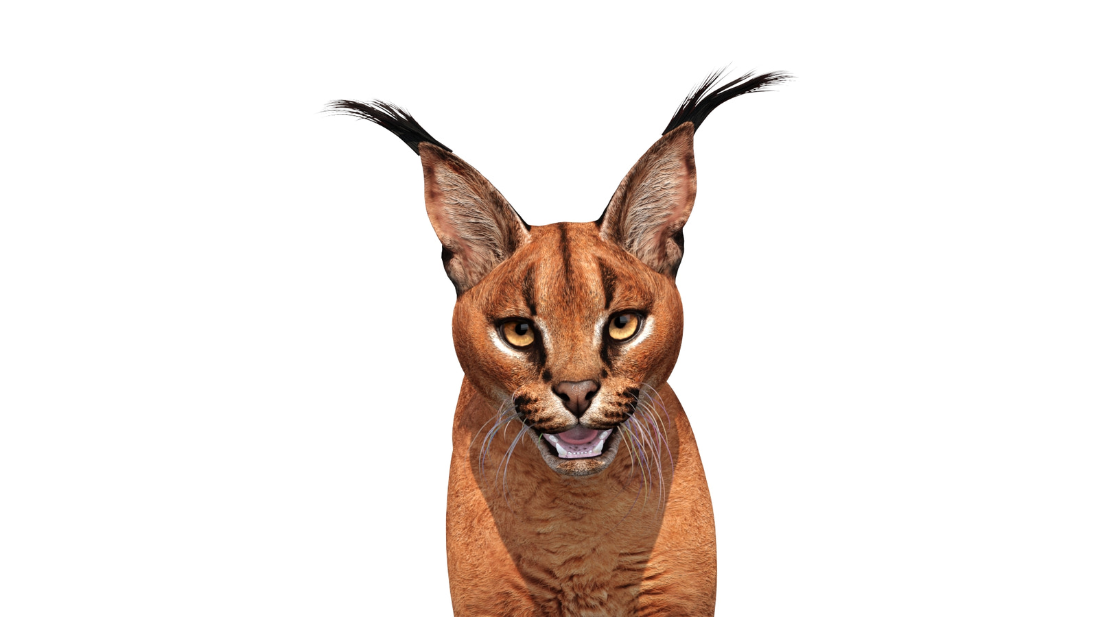 Realistic Caracal 3D Model Head Close Up View 