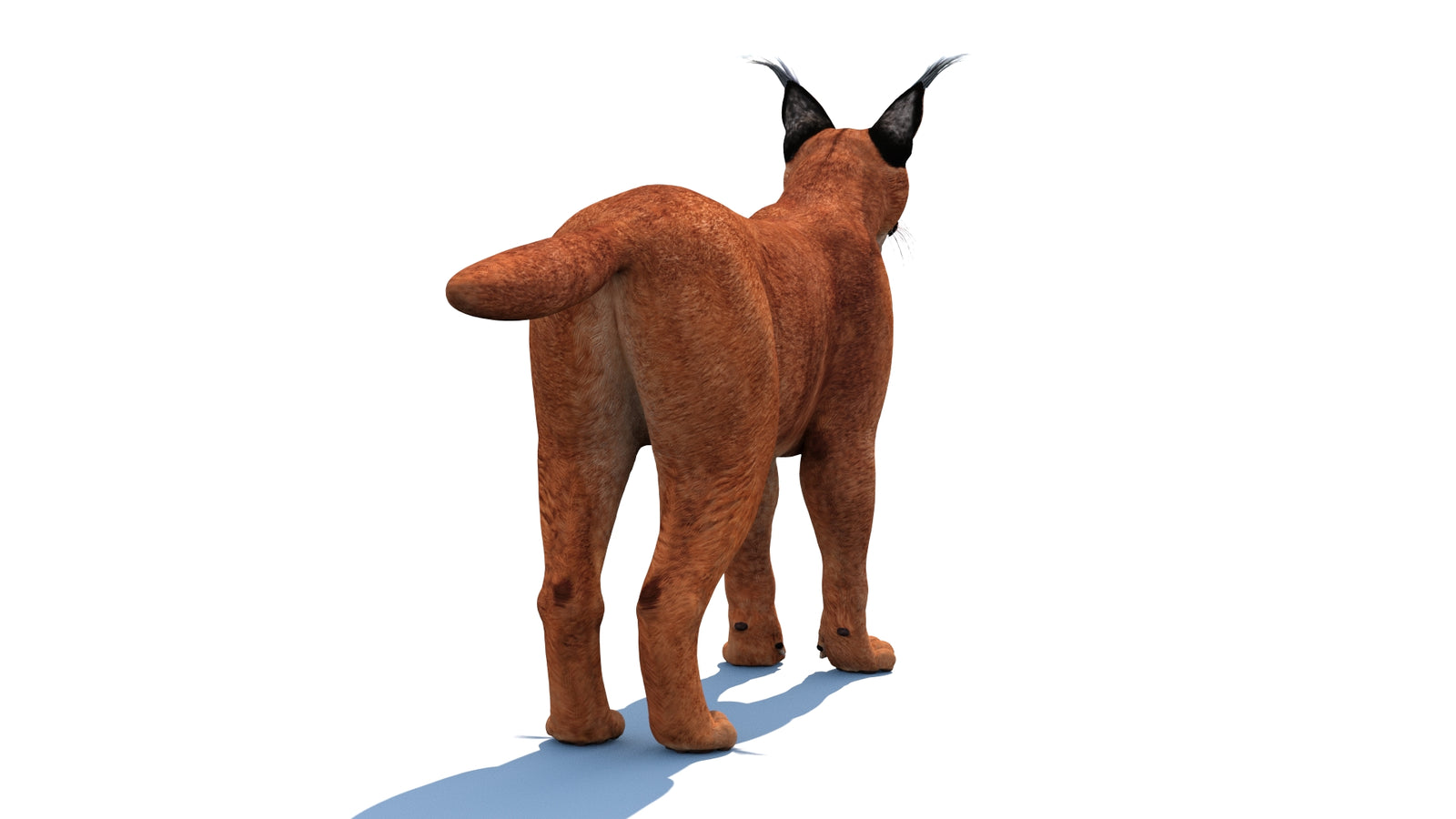 Caracal 3D Model 360° view 1 frame 19