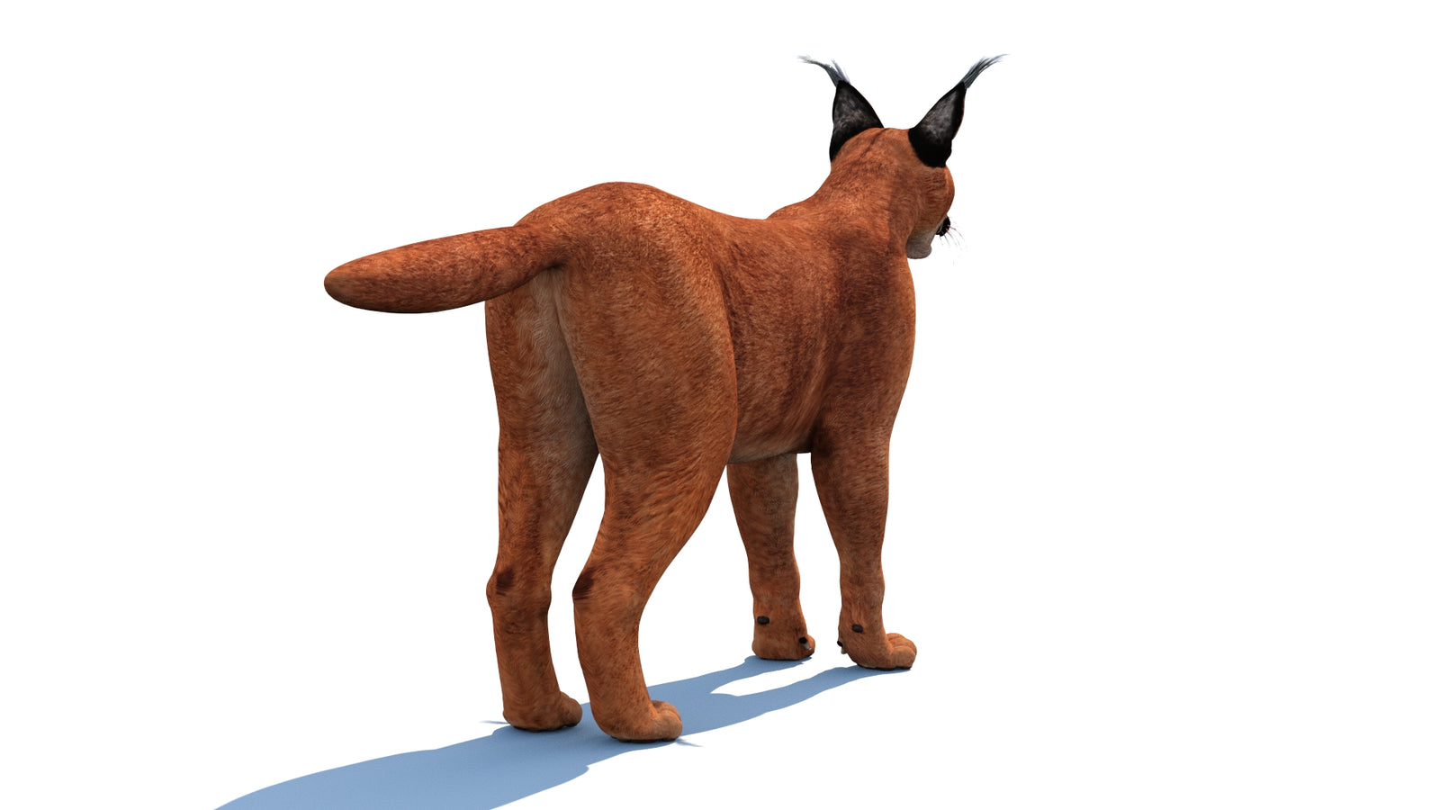 Caracal 3D Model 360° view 1 frame 20