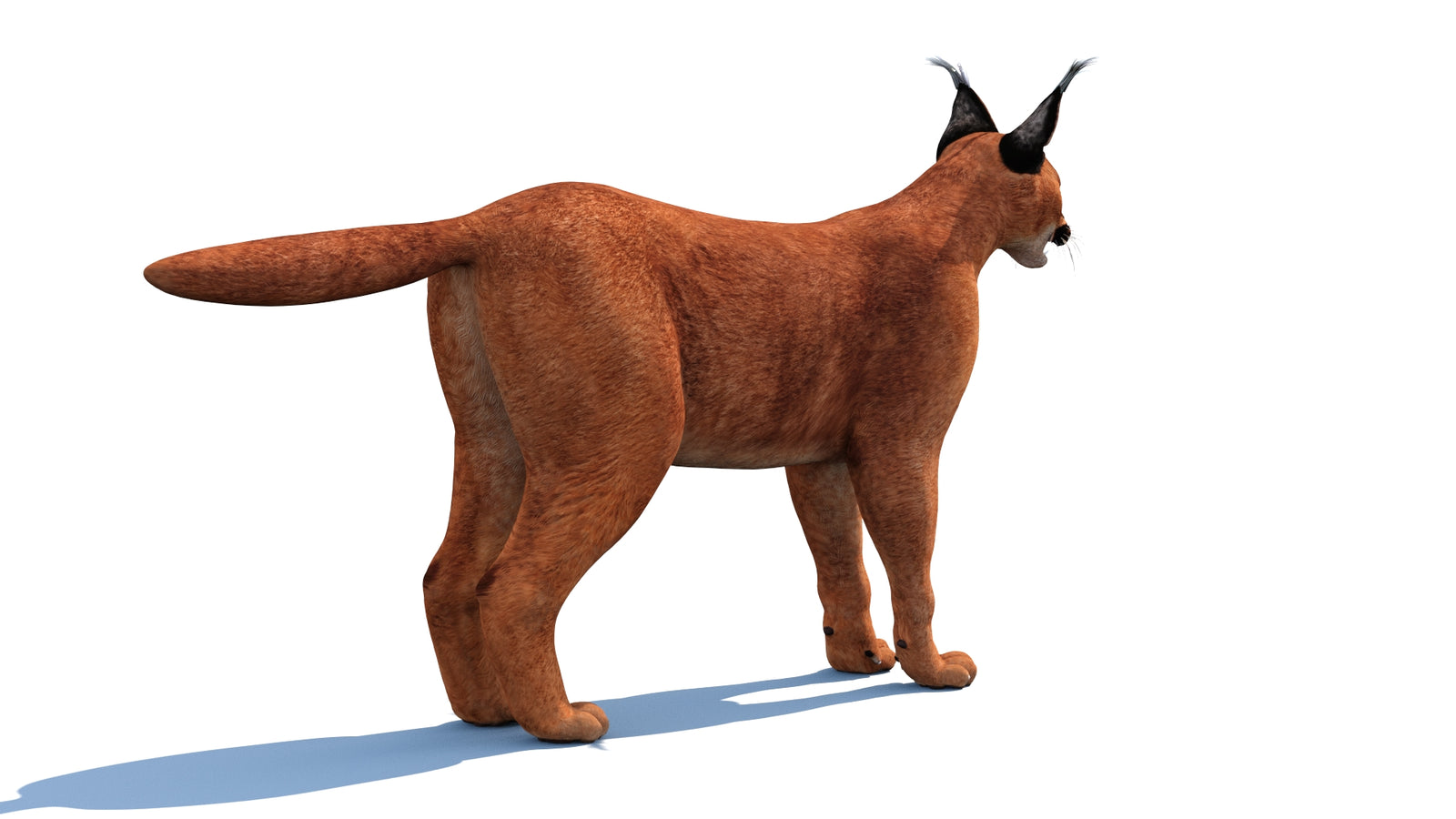 Caracal 3D Model 360° view 1 frame 22
