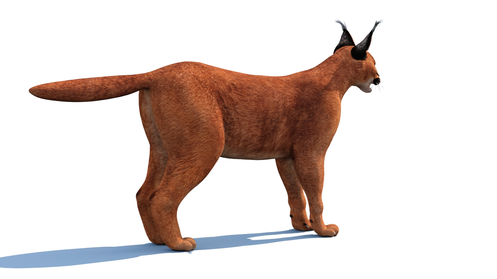 Caracal 3D Model 360° view 1 frame 23