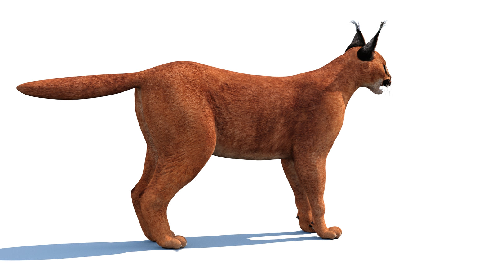 Caracal 3D Model 360° view 1 frame 24