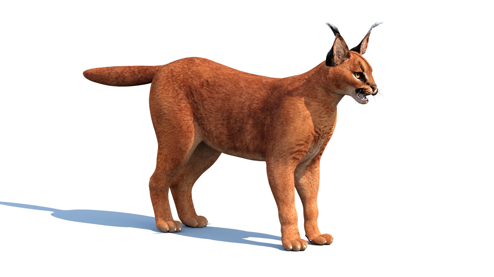 Caracal 3D Model 360° view 1 frame 30