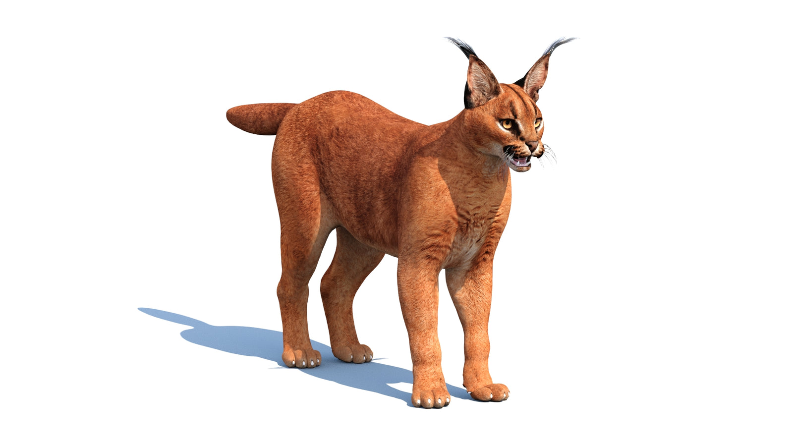 Caracal 3D Model 360° view 1 frame 32