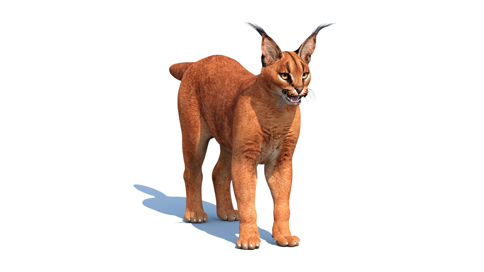 Caracal 3D Model 360° view 1 frame 33
