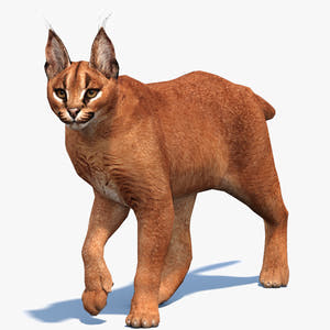 Animated Caracal 3D Model Low Poly Thumbnail