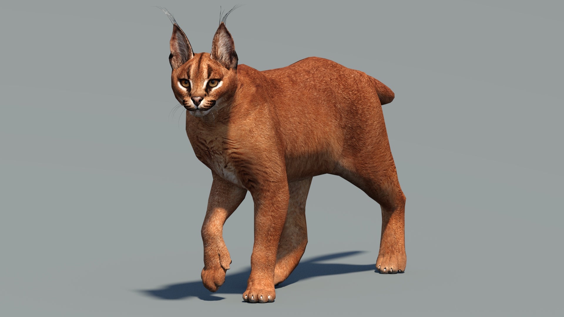 Animated Caracal 3D Model Low Poly