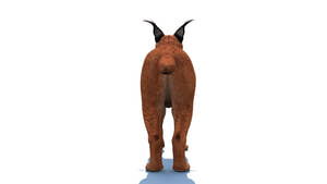 Realistic Caracal 3D Model for Download Thumbnail