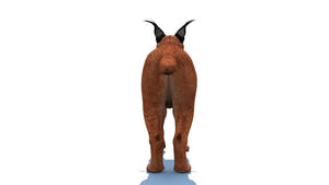 Realistic Caracal 3D Model for Download Thumbnail