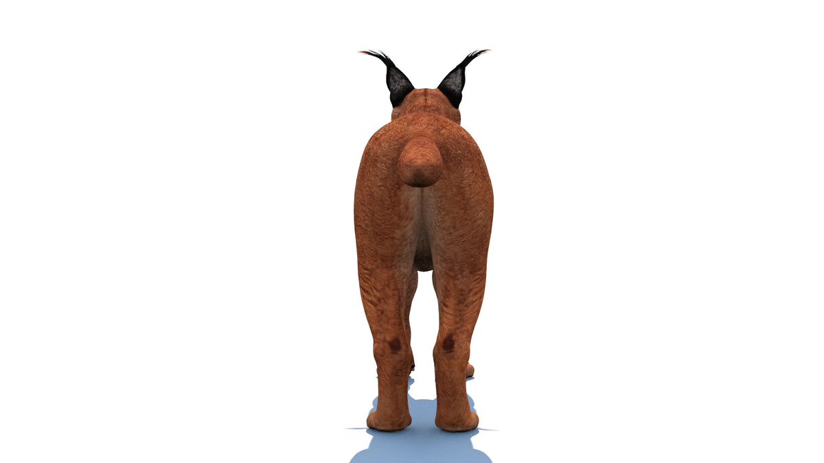 Realistic Caracal 3D Model for Download