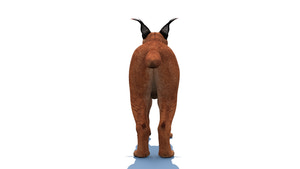 Realistic Caracal 3D Model for Download Thumbnail