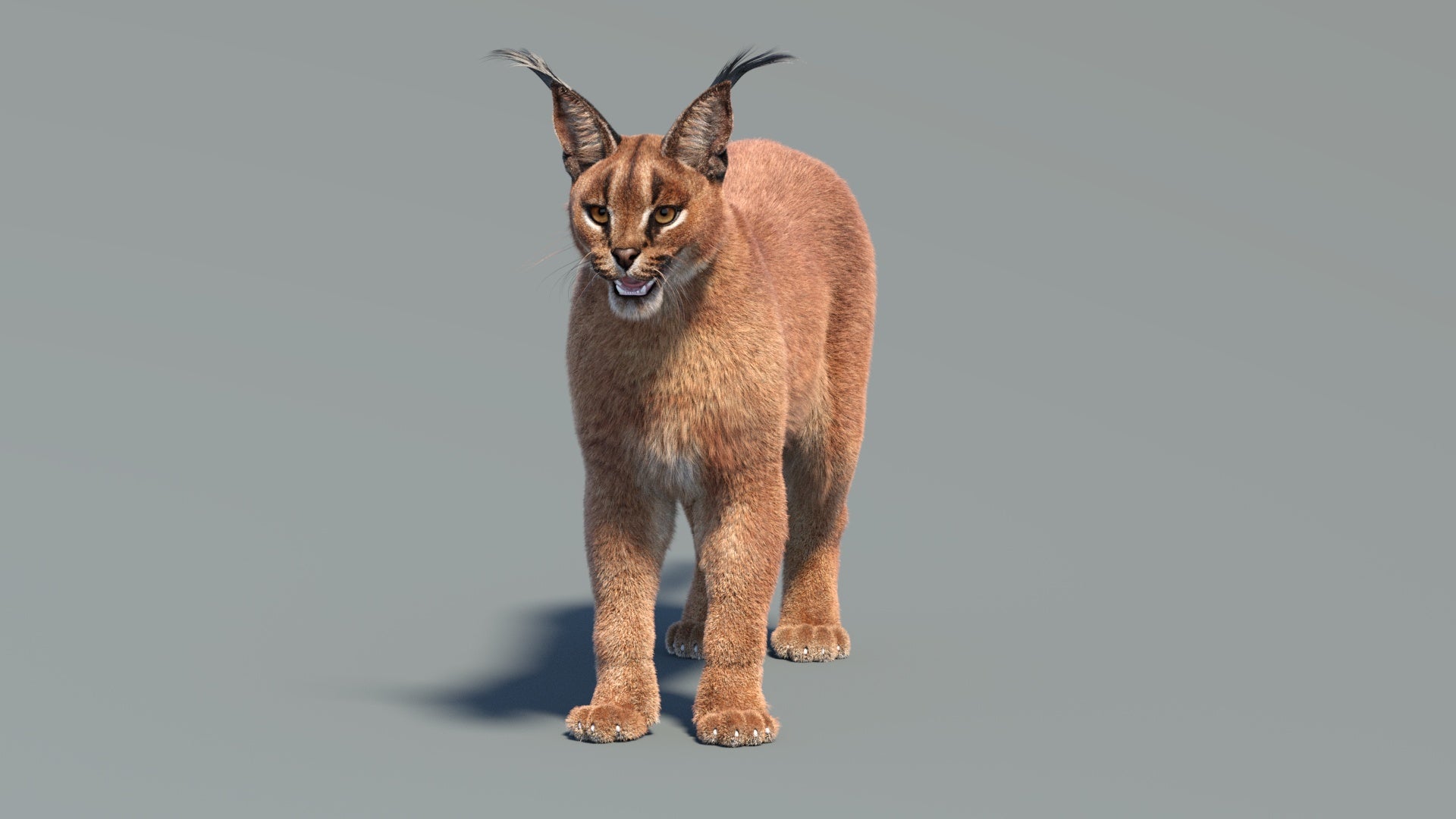 Rigged Caracal 3D Model Fur - 360 Degree View