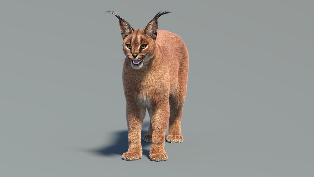 Rigged Caracal 3D Model Fur - 360 Degree View