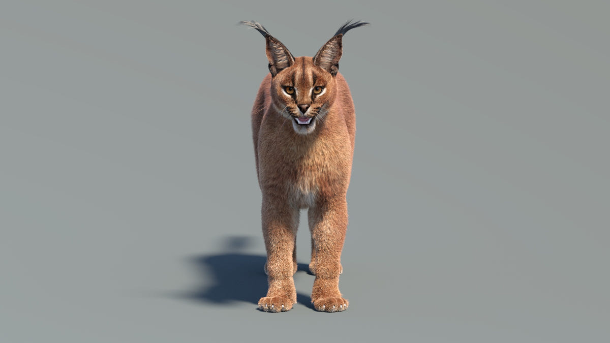 Animated Caracal 3D Model - Hair and Fur - 360 Degree View