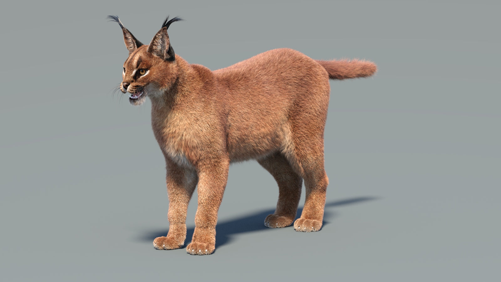 Caracal 3D Model Fur 360° view 1 frame 4