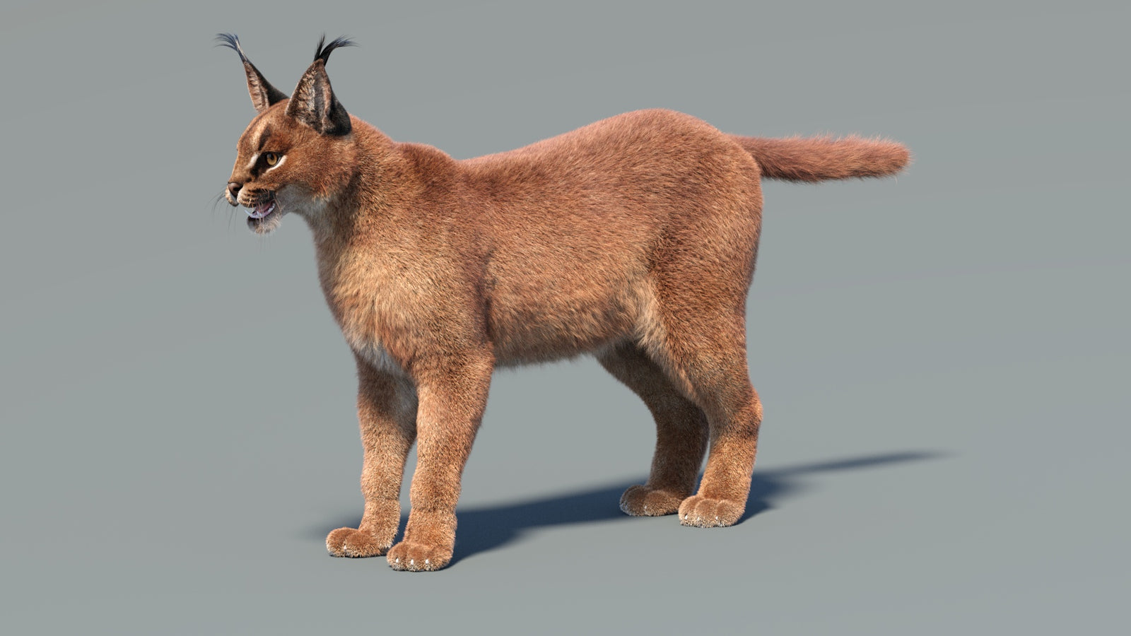 Caracal 3D Model Fur 360° view 1 frame 5