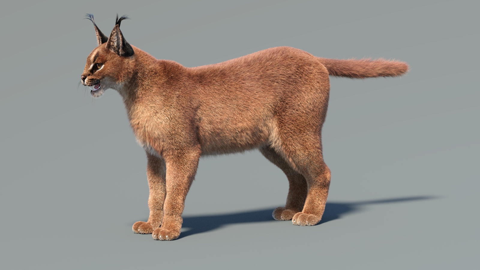 Caracal 3D Model Fur 360° view 1 frame 6