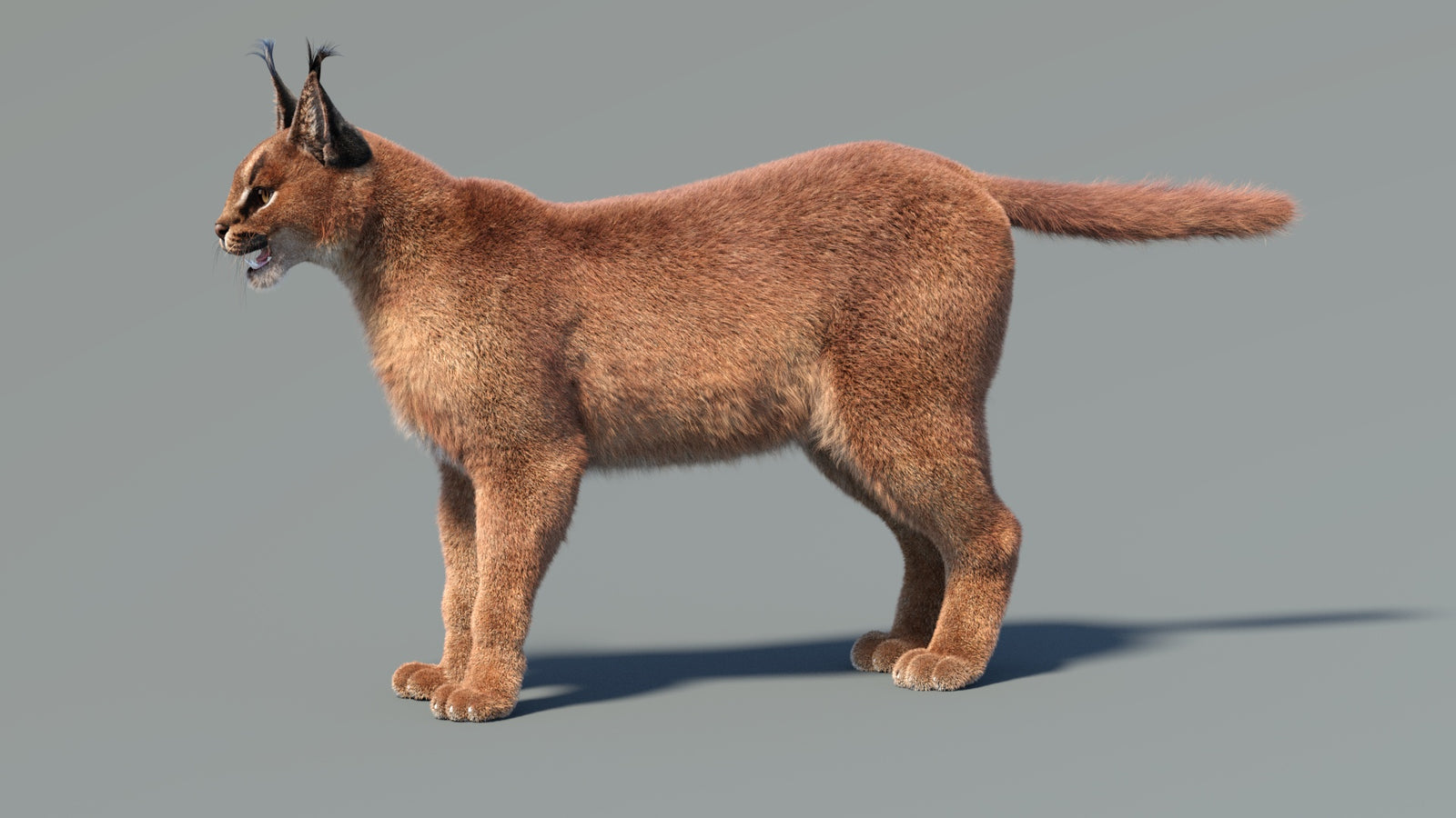Caracal 3D Model Fur 360° view 1 frame 7