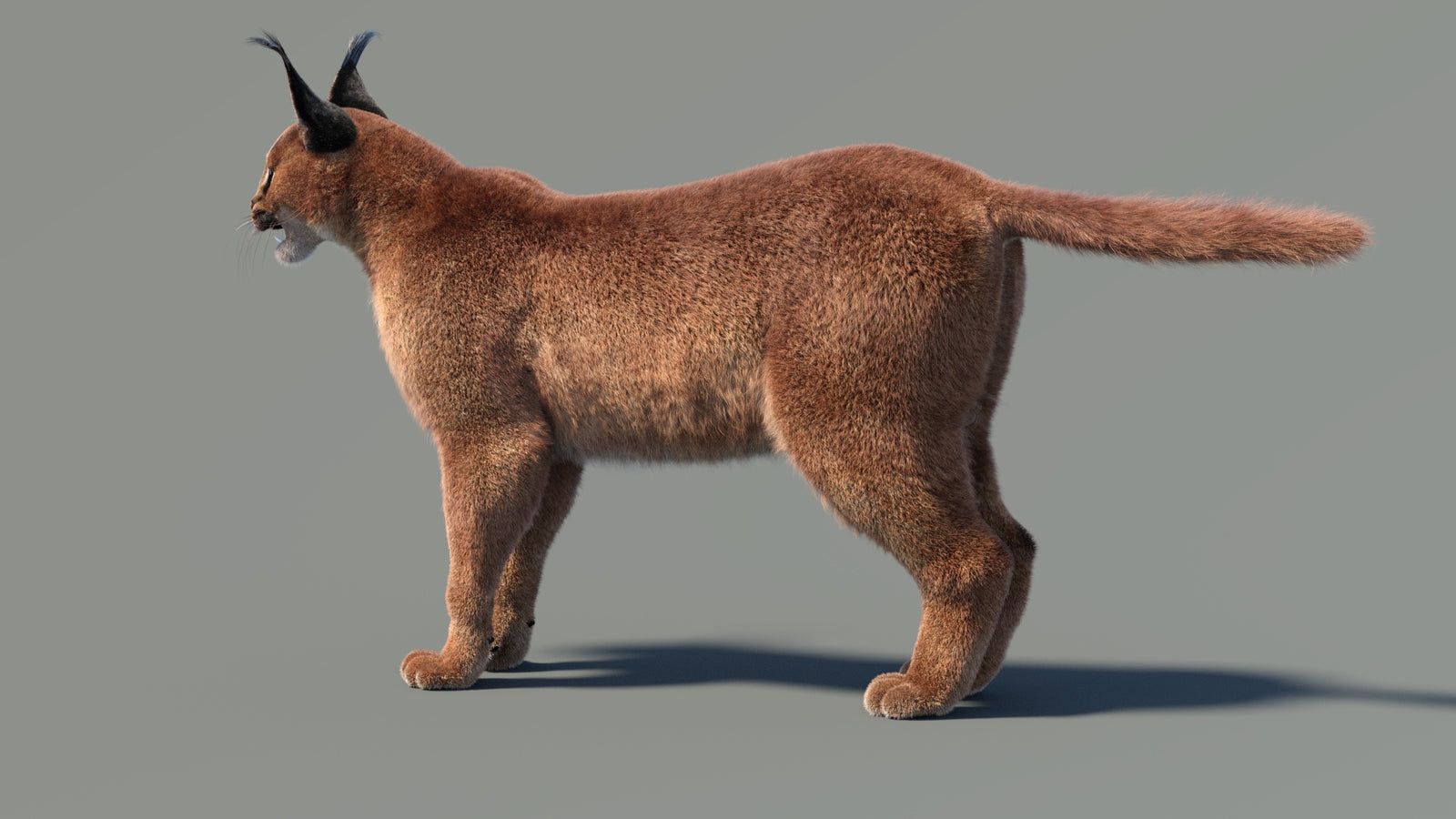 Caracal 3D Model Fur 360° view 1 frame 11
