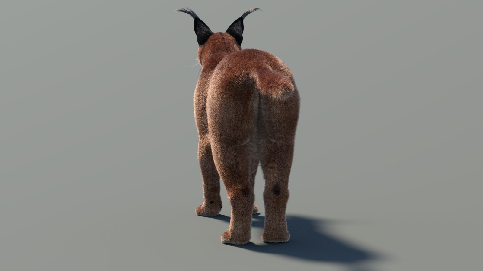 Caracal 3D Model Fur 360° view 1 frame 17