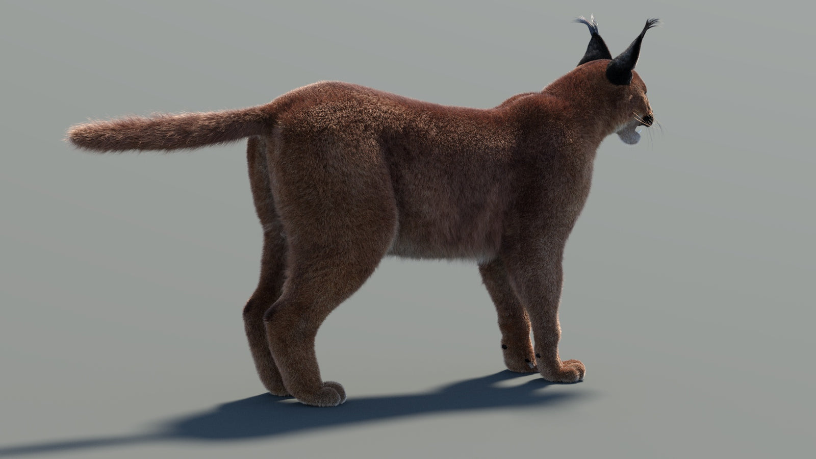 Caracal 3D Model Fur 360° view 1 frame 24