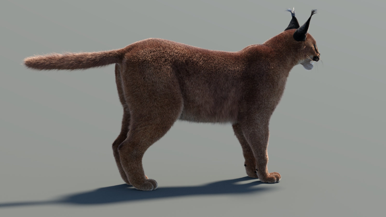 Caracal 3D Model Fur 360° view 1 frame 25